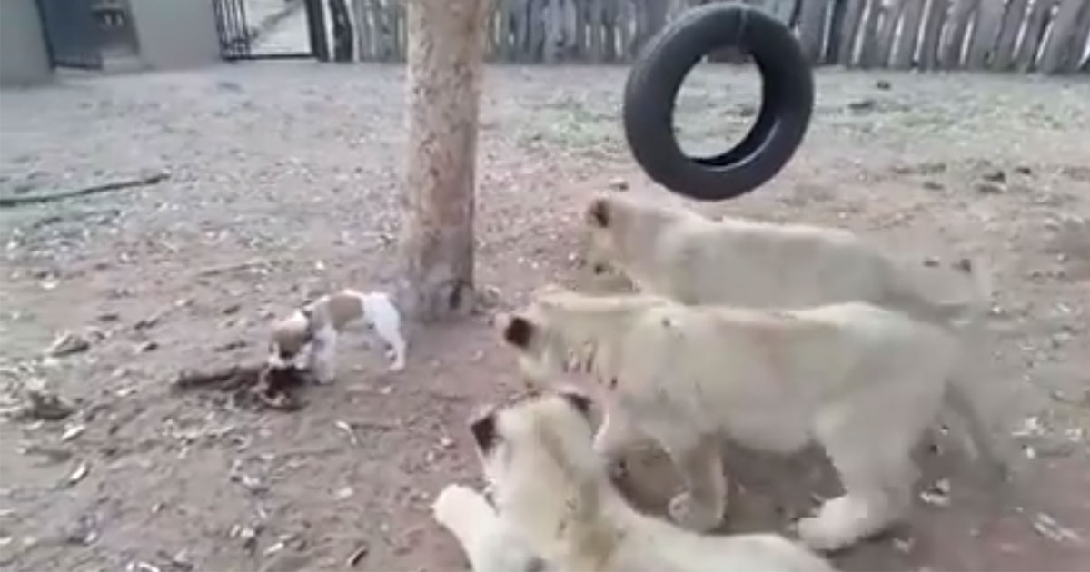 無所畏懼的狗战士