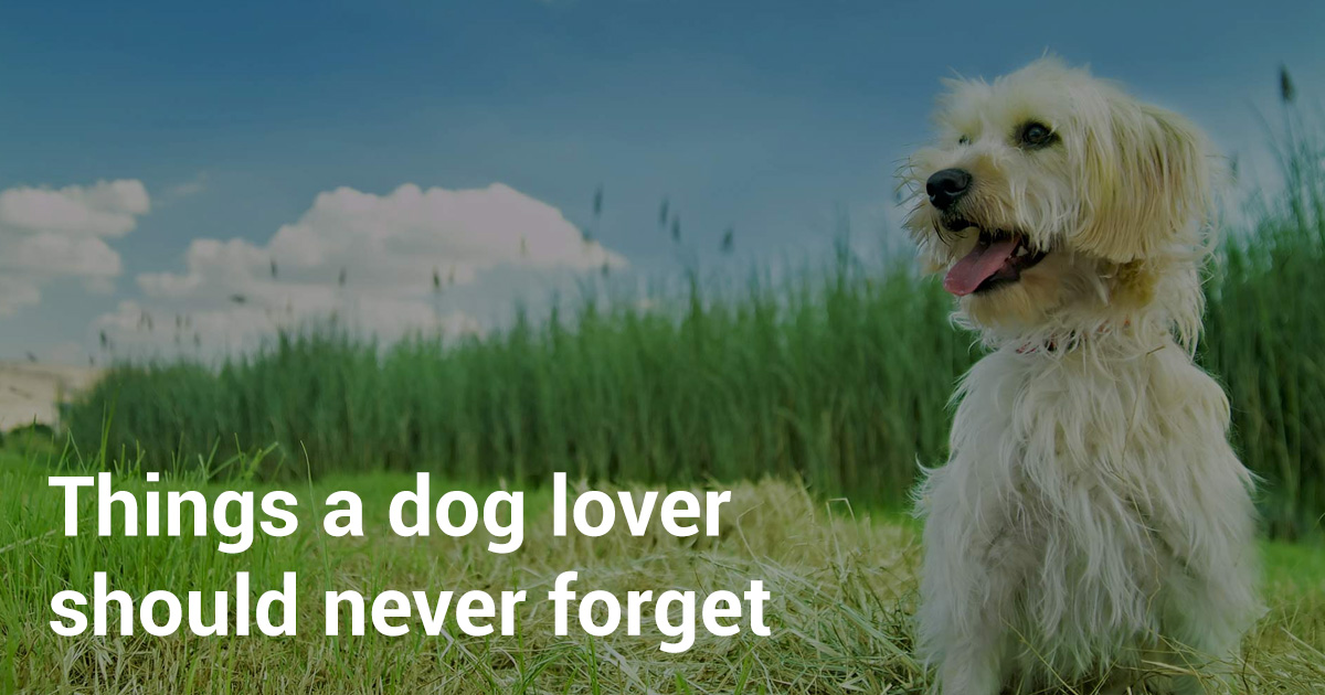 狗愛好者的心情