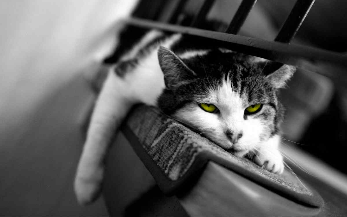 cat sleepy black and white background