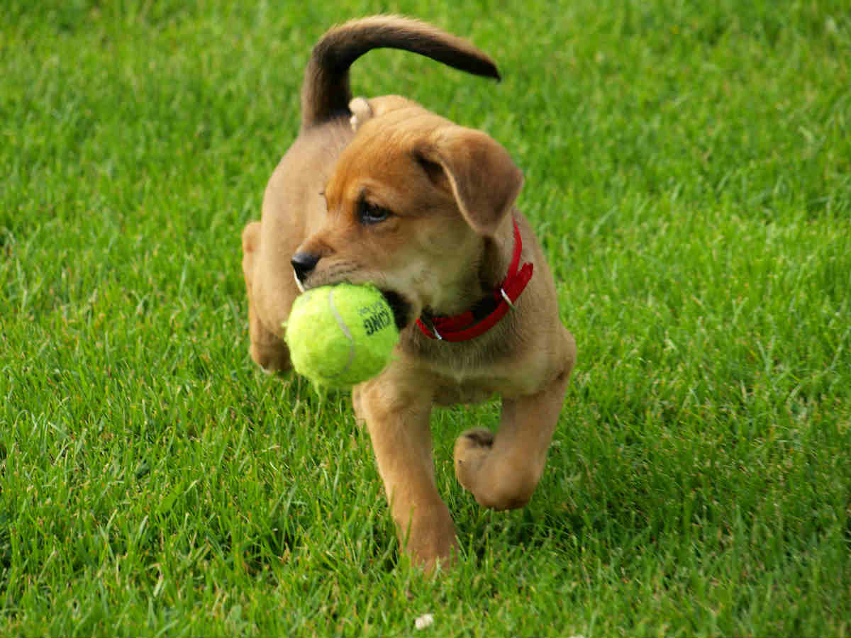 dog playing fetch